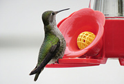 29th Jan 2022 - Hummingbird