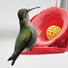 Hummingbird by seattlite