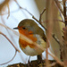 Just a Robin by phil_sandford