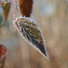 Day 24: Frosted Leaves  by jeanniec57