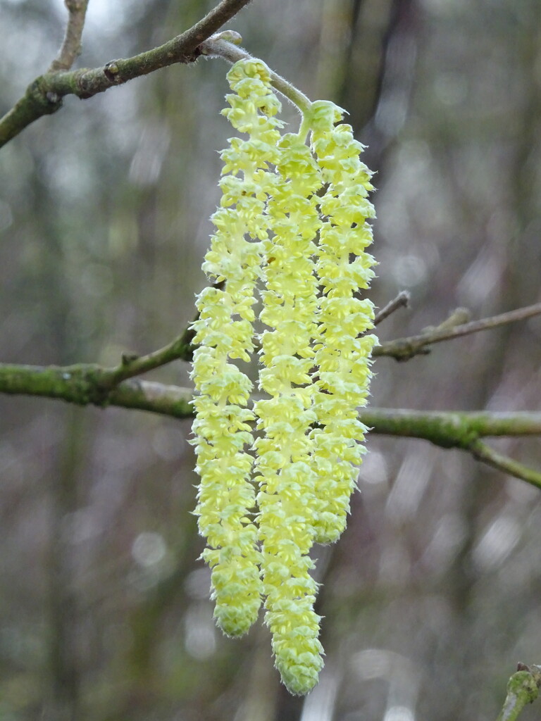 Catkins by marianj