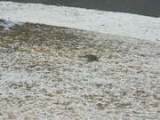 29th Jan 2022 - Robin Pecking For Food In Snow