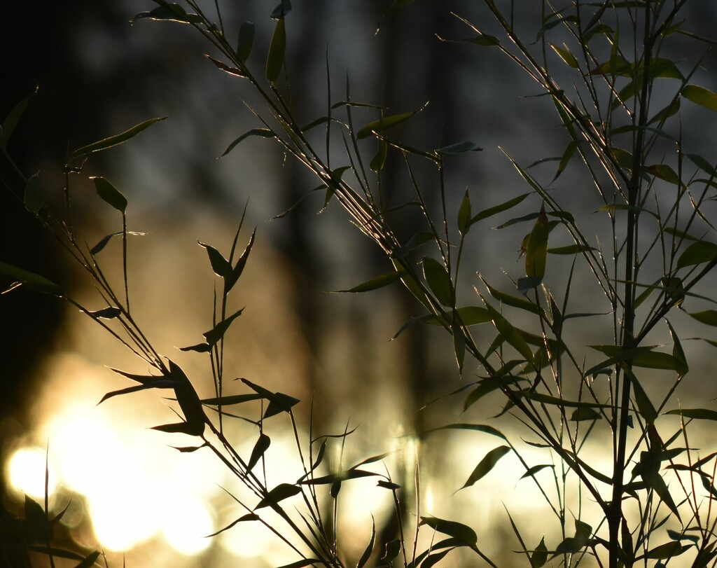 Bamboo sunset by anitaw