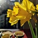 Daffodils and breakfast by boxplayer