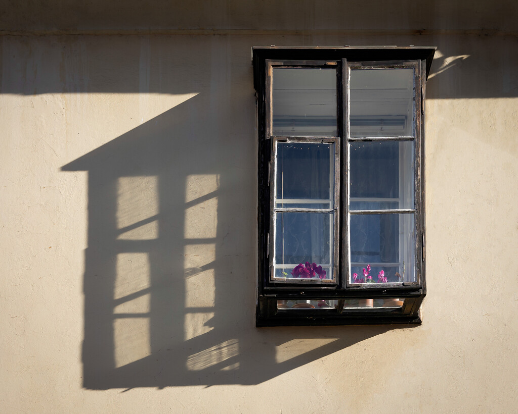 Flowers in a window by pingu