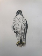 19th Jan 2022 - Painting of a gyrfalcon