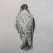 Painting of a gyrfalcon by krissers