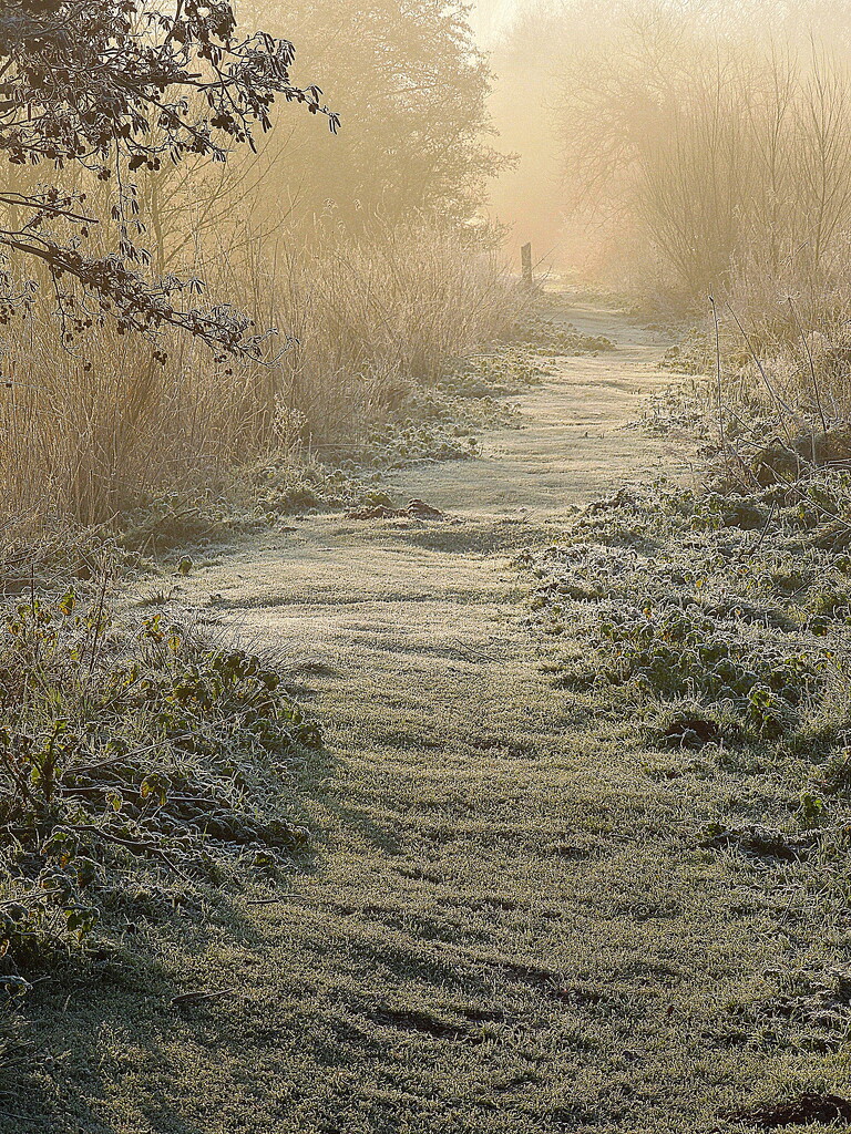 Frost in the marsh (3) by etienne
