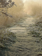 28th Jan 2022 - Frost in the marsh (3)