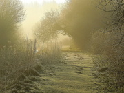 29th Jan 2022 - Frost in the marsh (4)