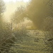 Frost in the marsh (4) by etienne