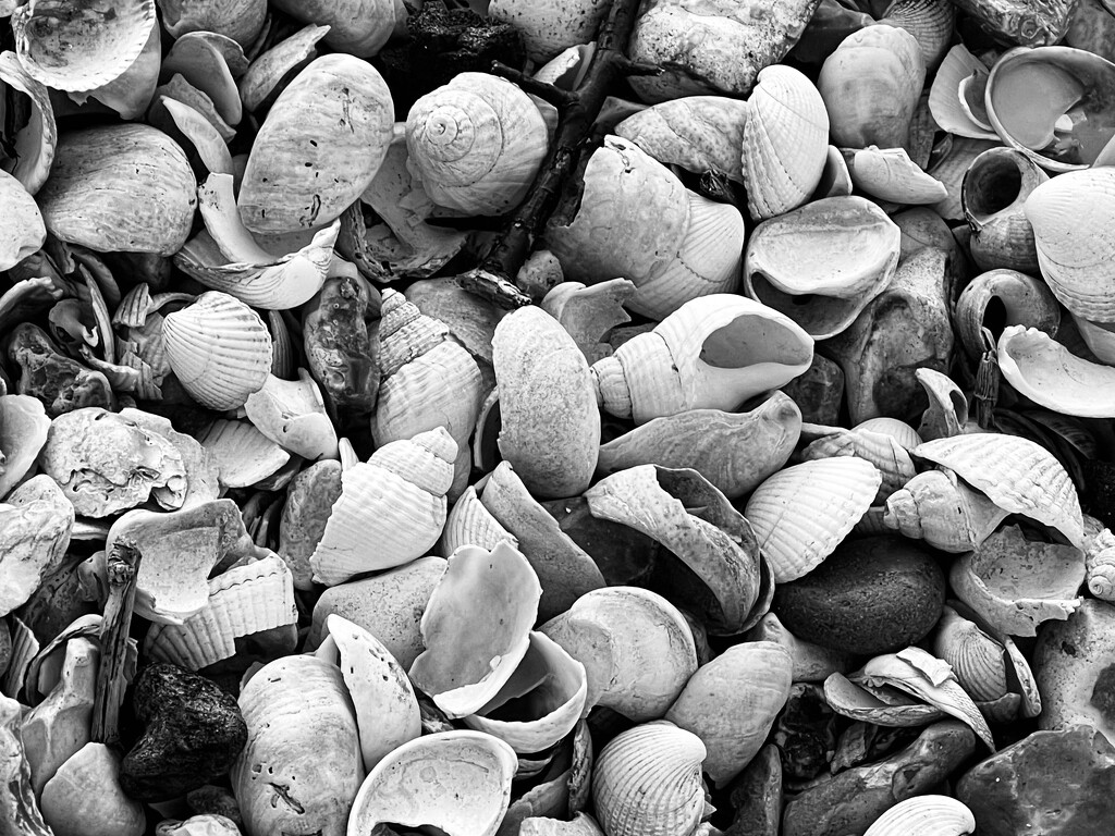 Millions of shells by bill_gk