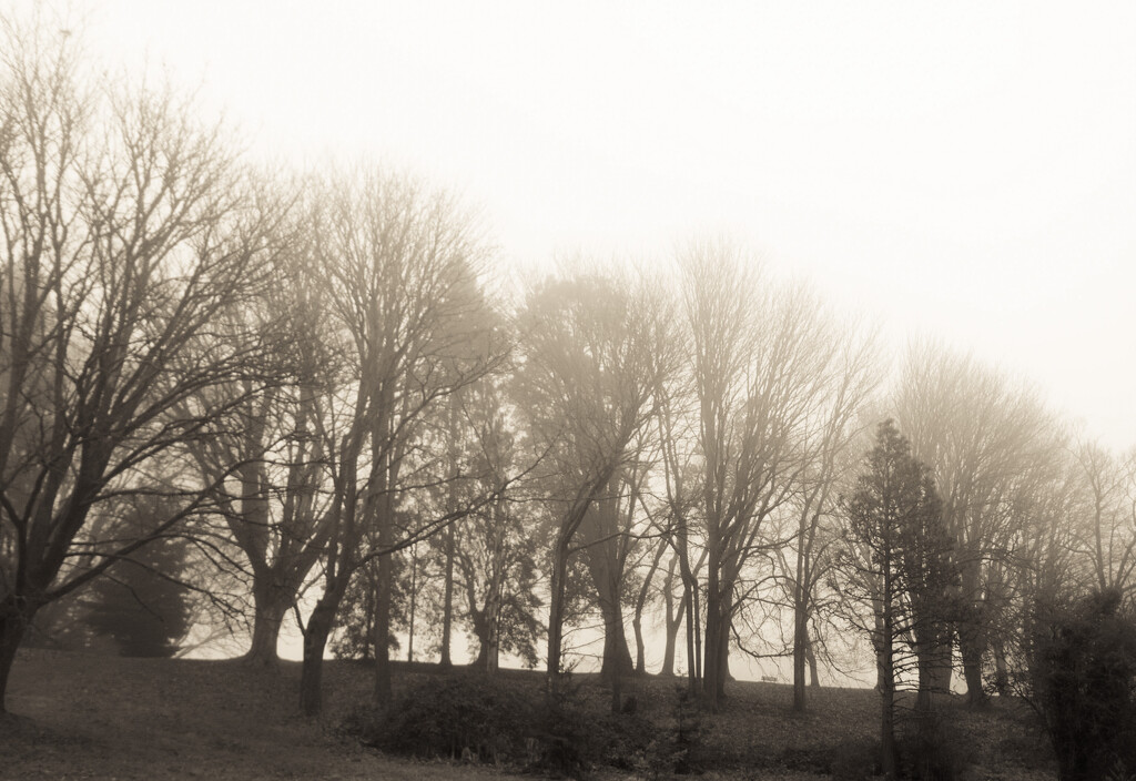 Fog and the park in sepia by cristinaledesma33