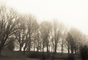 29th Jan 2022 - Fog and the park in sepia