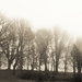 Fog and the park in sepia by cristinaledesma33