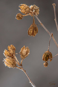 25th Jan 2022 - Frosted Rose of Sharon Seed Pods