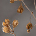 Frosted Rose of Sharon Seed Pods by skipt07