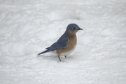 29th Jan 2022 - Bluebird of Hypotherminess