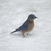 Bluebird of Hypotherminess by timerskine