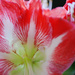 Heart of an amaryllis  by ljmanning