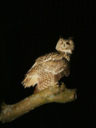 29th Jan 2022 -  Eagle Owl