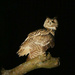  Eagle Owl by 30pics4jackiesdiamond