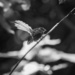 Fantail Bird by yaorenliu