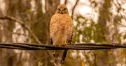 29th Jan 2022 - One More Red Shouldered Hawk!