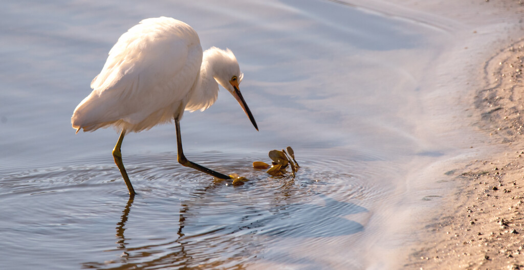 Snowy Egret Thought It Had Found Something! by rickster549