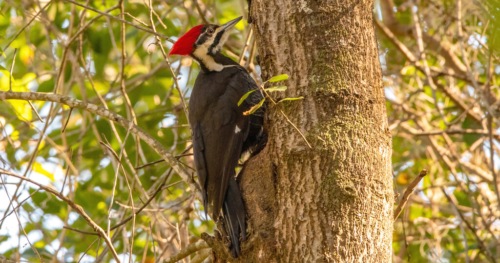 The Lady Pileated Sure Was Making a Lot of Noise! by rickster549