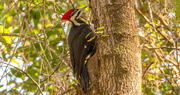 29th Jan 2022 - The Lady Pileated Sure Was Making a Lot of Noise!