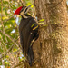 The Lady Pileated Sure Was Making a Lot of Noise! by rickster549