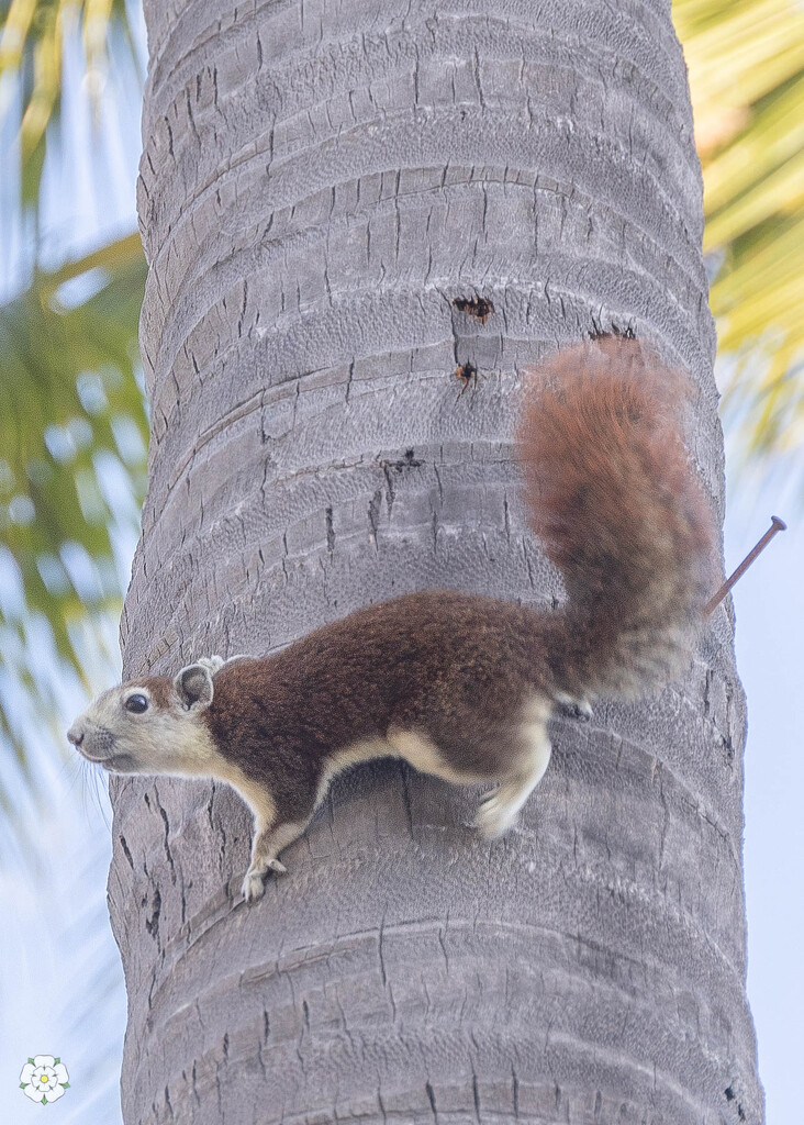 Squirrel Beach Road by lumpiniman