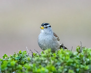 29th Jan 2022 - White-crowned Sparrow