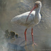 White Ibis by taffy