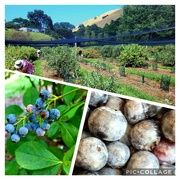30th Jan 2022 - Blueberry picking..