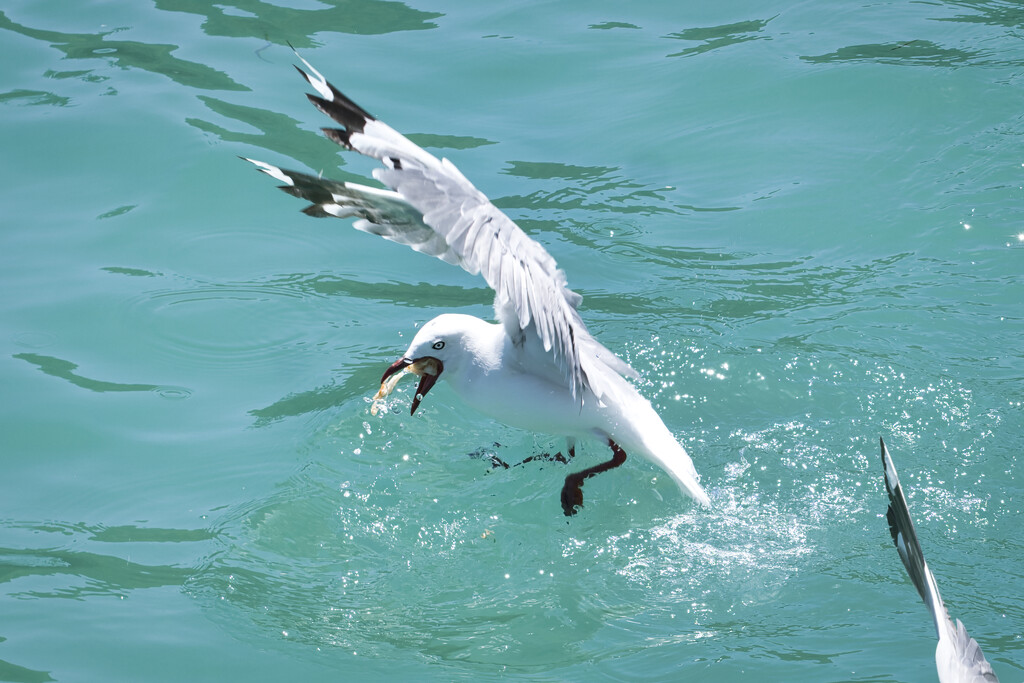 Hungry Seagull by dkbarnett