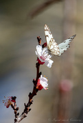 29th Jan 2022 - Blossom with butterfly! 