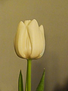 29th Jan 2022 - Tulip again