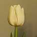 Tulip again by joansmor