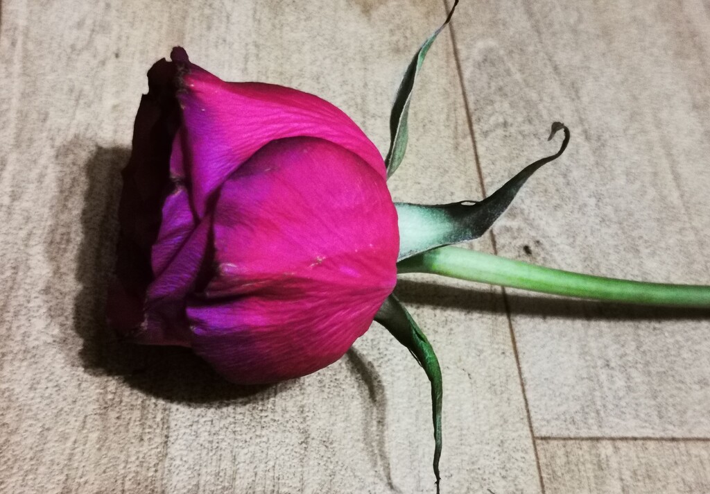 Just a rose by plainjaneandnononsense