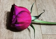 29th Jan 2022 - Just a rose