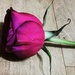 Just a rose by plainjaneandnononsense