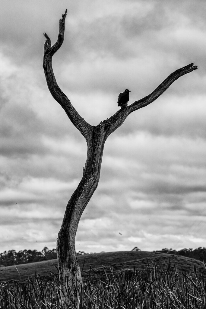 Black Vulture by kvphoto