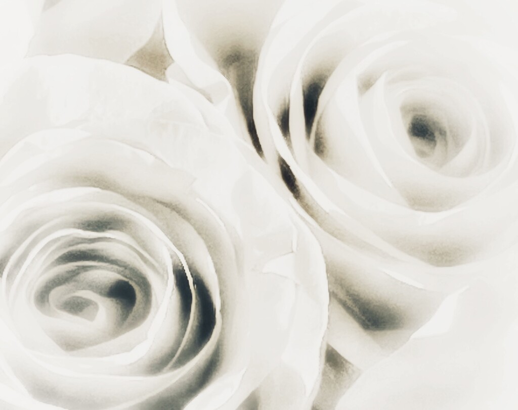 A rose is a rose … by rensala