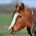 Isn't he a lovely horse by rosiekind