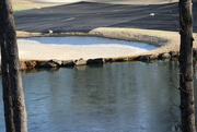 30th Jan 2022 - Jan 30 Snow has melted but Ice on the small pond IMG_5190