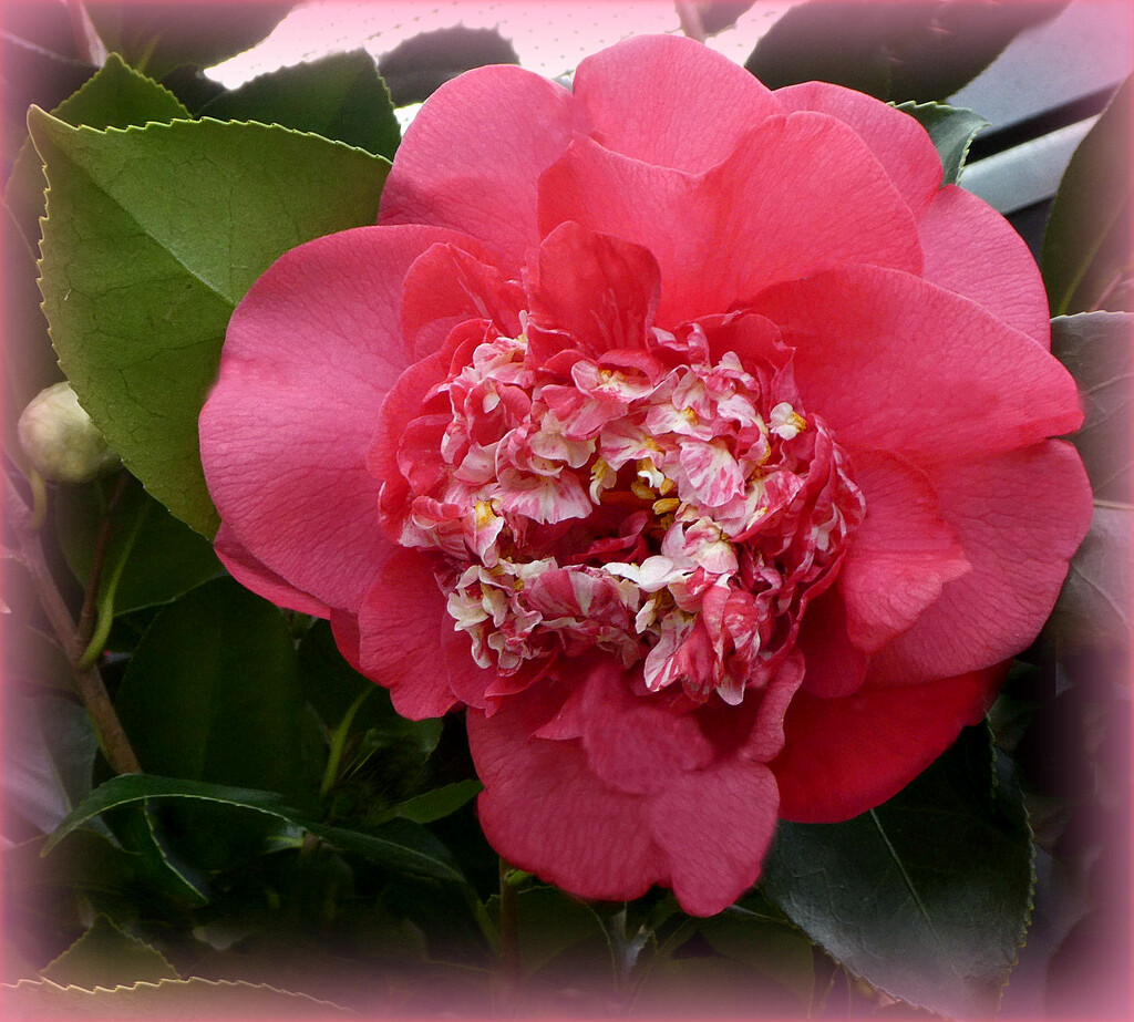 Beautiful Camellia . by wendyfrost