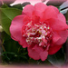 Beautiful Camellia . by wendyfrost