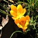  The First Crocuses in the Garden by susiemc